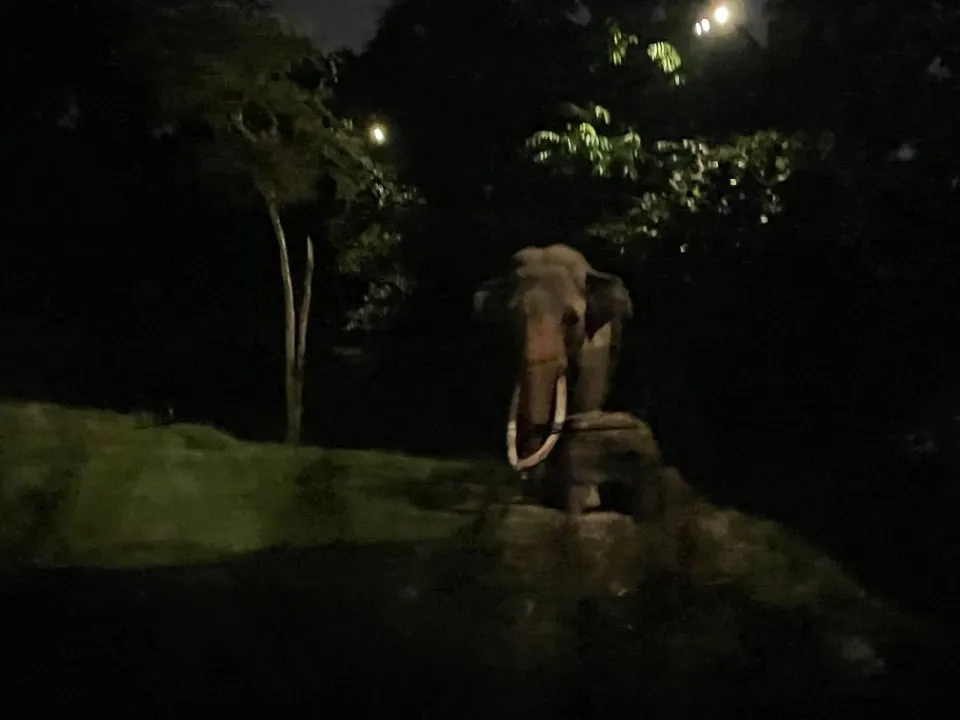 4 : Trip to Singapore - Mandai Zoo and Night Safari