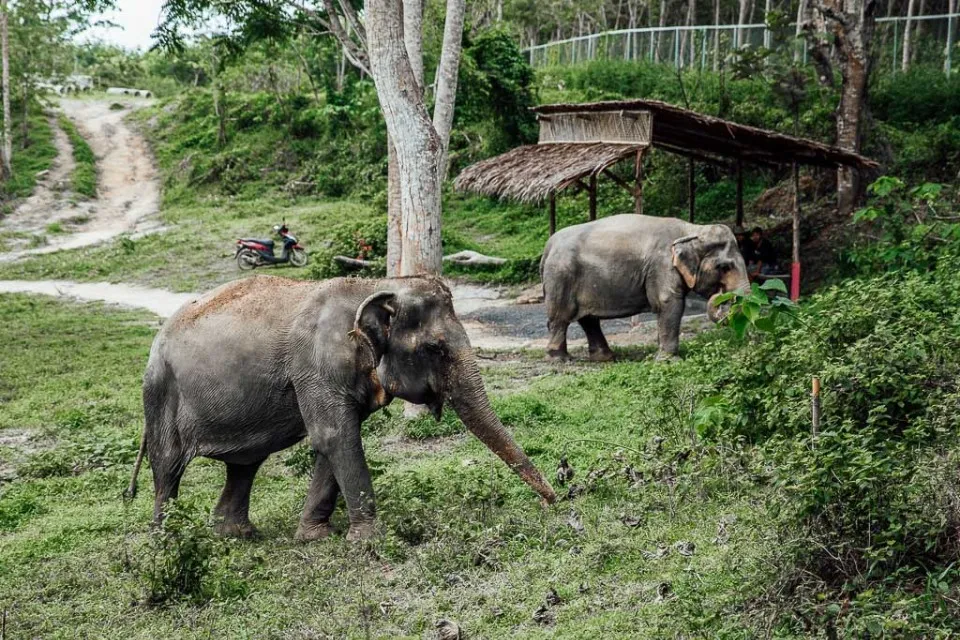 Picture 3 : 6 Days in Southern Thailand - Elephant Sanctuary and Street Food Extravaganza 