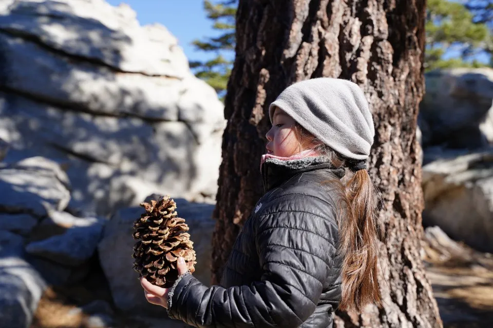 Picture 5 : Joshua Tree + SoCal - Palm Springs Day Trip