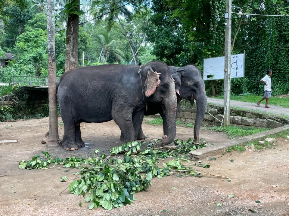 Picture 1 : Sri Lanka trip - Arrival in Sri Lanka