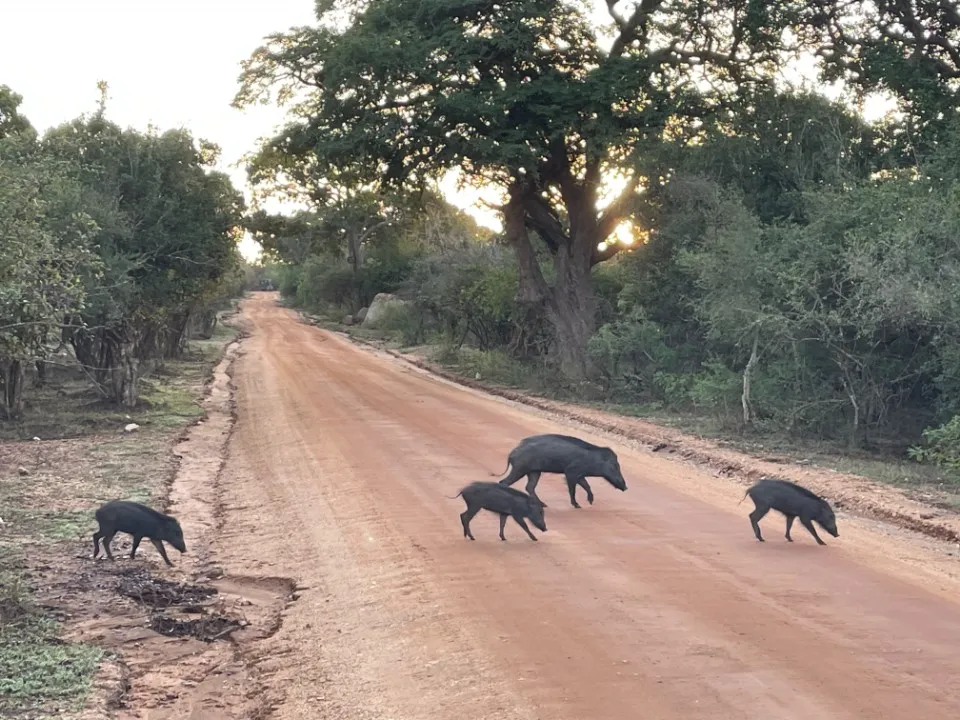 7 : Sri Lanka trip - Yala National Park, Galle and Bentota