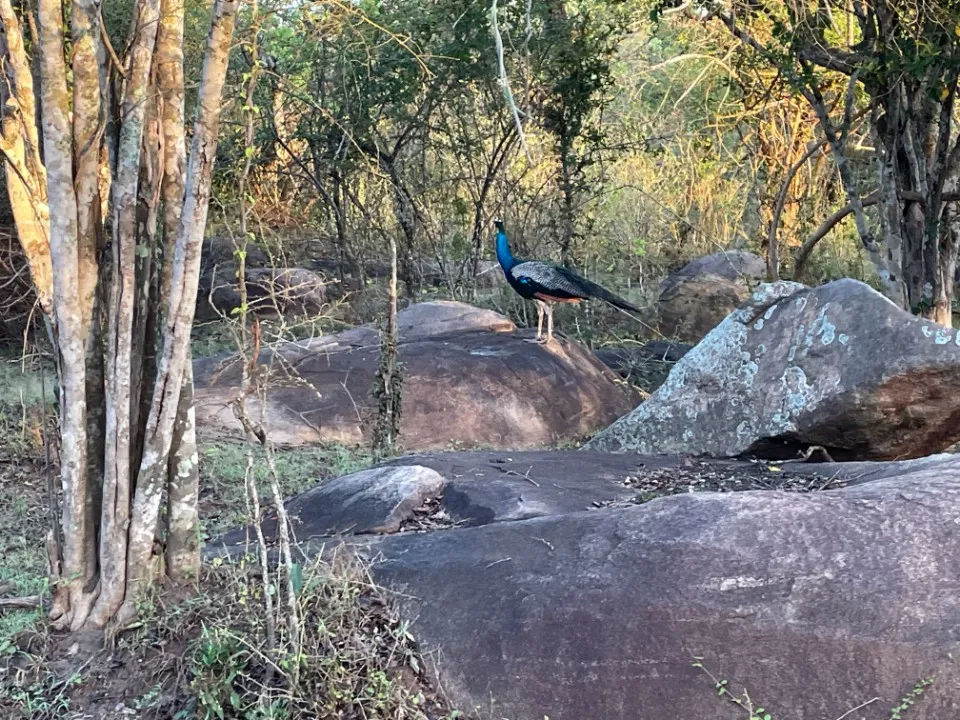 8 : Sri Lanka trip - Yala National Park, Galle and Bentota