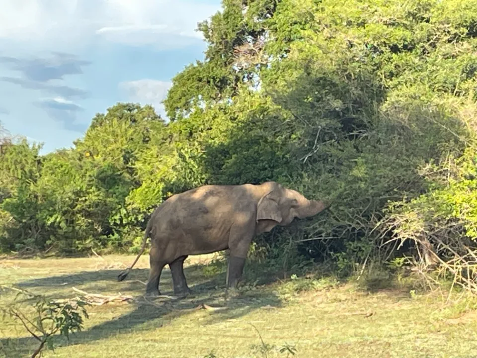 10 : Sri Lanka trip - Yala National Park, Galle and Bentota