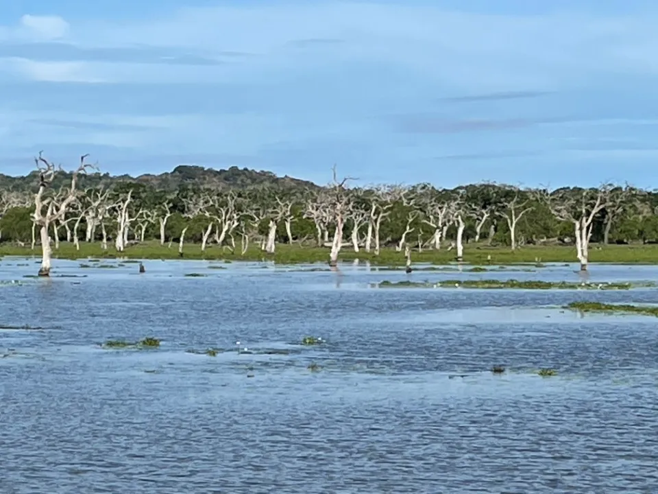 Picture 18 : Sri Lanka trip - Yala National Park, Galle and Bentota