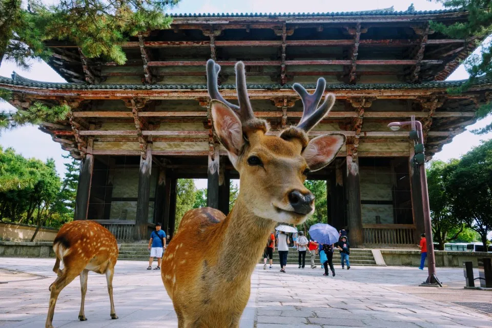 Picture 1 : 7 Days in Tokyo/Kyoto - Full Guide - Nara (Day Trip) / Kyoto