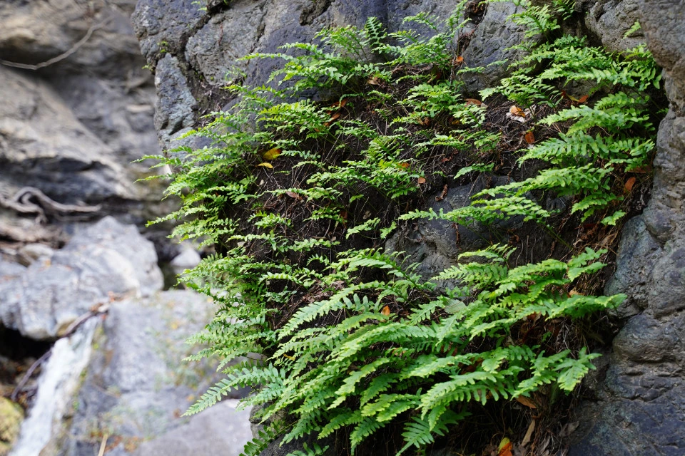 6 : Big Sur, CA - Salmon Creek Falls and Pfeiffer Beach