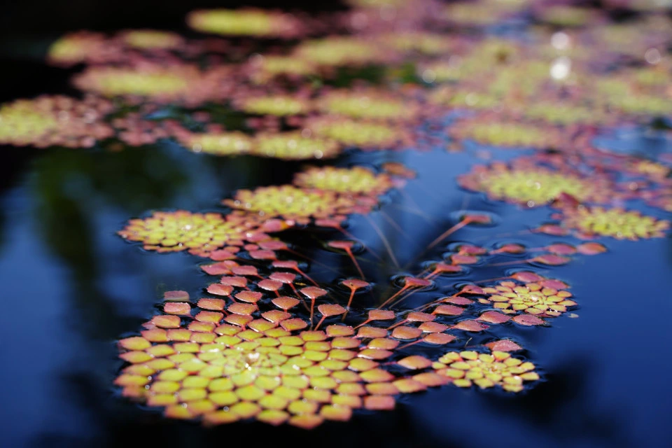 Picture 2 : Colorado - Departure and Denver Botanic Gardens