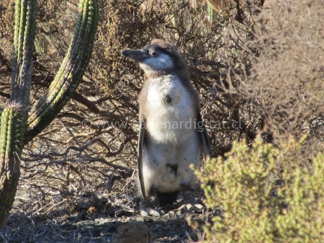 Conaf, censa los Pingüinos de Humboldt en Islas de Atacama