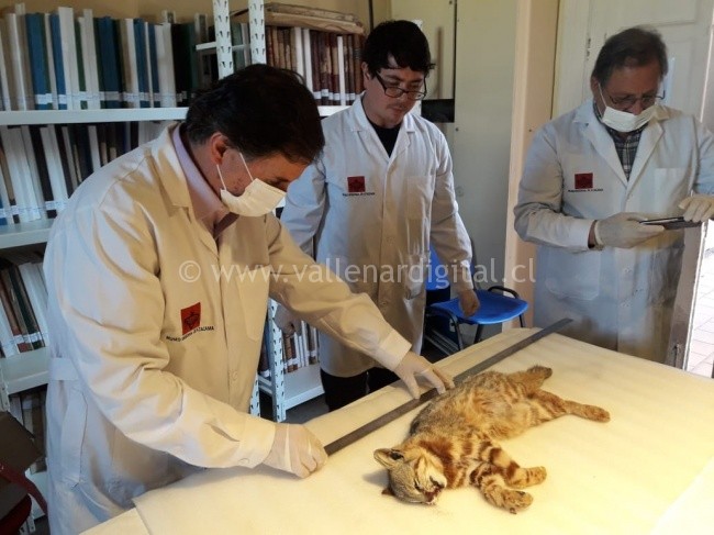 Conaf dona cuerpo de gato colocolo atropellado al Museo Regional