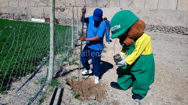 Conaf reforesta terrenos rurales de Copiapó con árboles del bosque nativo