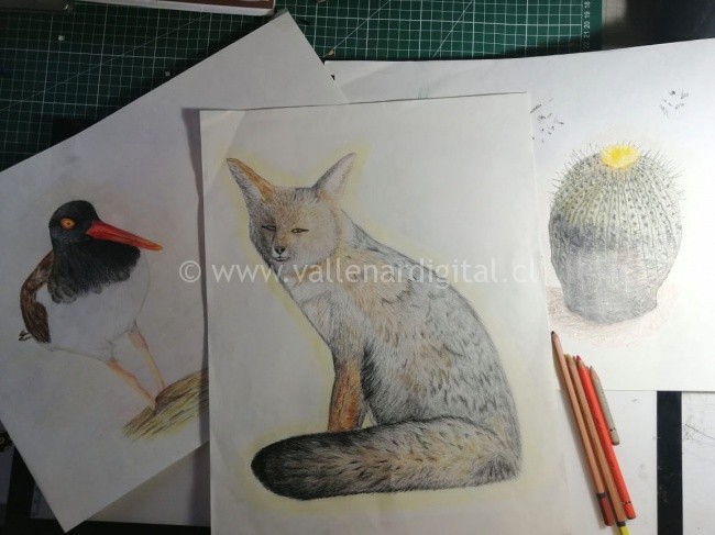 Fichas didácticas ilustradas buscan difundir y tomar conciencia de la biodiversidad de Atacama