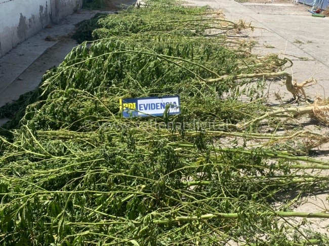 PDI INCAUTA PLANTAS DE CANNABIS EN ALTO DEL CARMEN