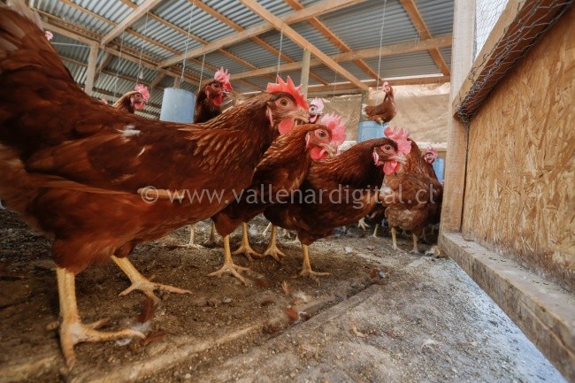 Alerta por influenza aviar: Medidas para evitar el contagio en aves de corral  