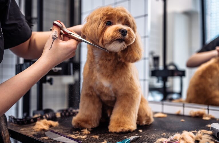 SEREMI de Salud capacita a personal y dueños de Centro de mantención temporal de mascotas y animales de compañía