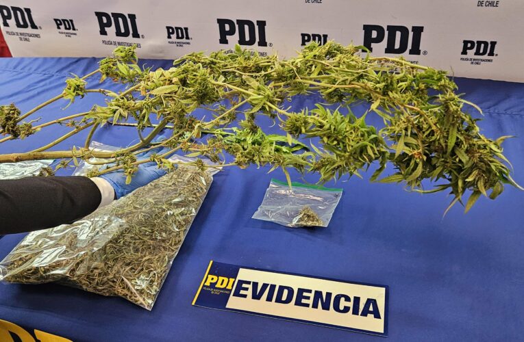 OPERATIVO MT-0 PERMITIÓ LA INCAUTACIÓN DE CANNABIS EN CALDERA