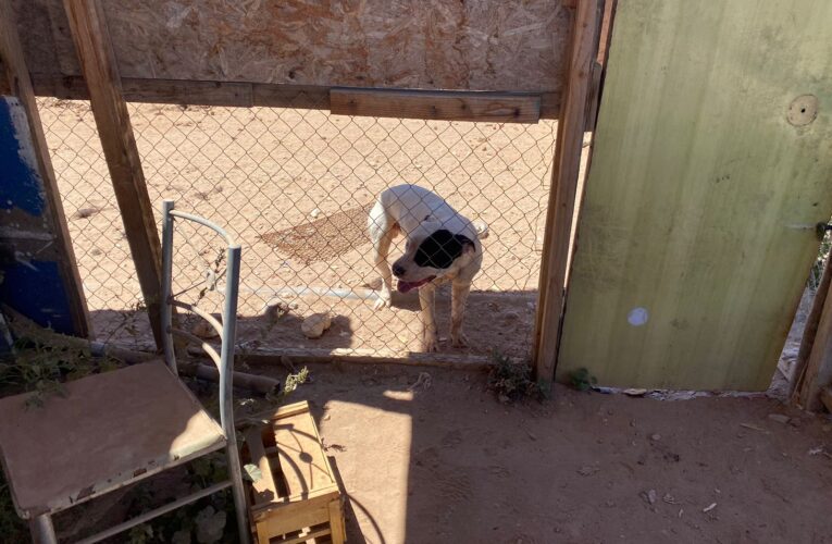 Vallenar: Fiscalía ordena diligencias luego que menor de edad muriera por ataque de perro pitbull