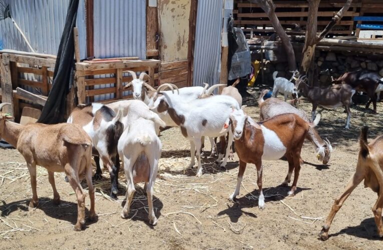 Inseminación de cabras en la provincia del Huasco proyecto innovador arroja los primeros  resultados de este importante proyecto de innovación de Corfo