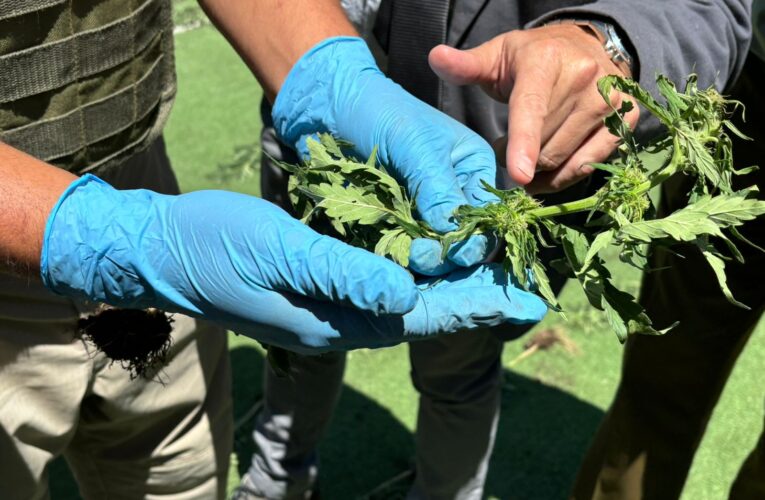 DENUNCIA CIUDADANA EN ALTO DEL CARMEN  PERMITIÓ HALLAR MÁS DE 3 MIL PLANTAS DE MARIHUANA