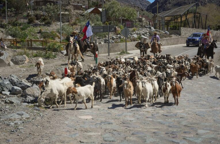 Con gran éxito se realizó el Festival del Criancero y Criancera en Alto del Carmen