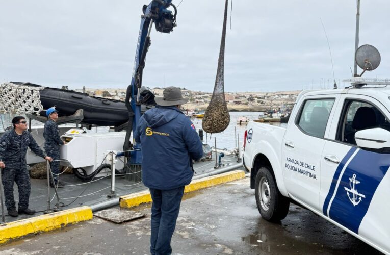 Sernapesca realizó la devolución de 600 kilos de machas incautadas por la Armada en Caldera