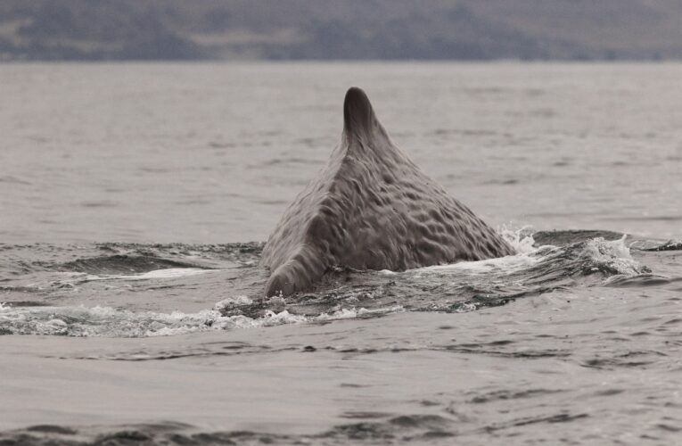 Científicos registran presencia de cachalotes en el archipiélago de Humboldt