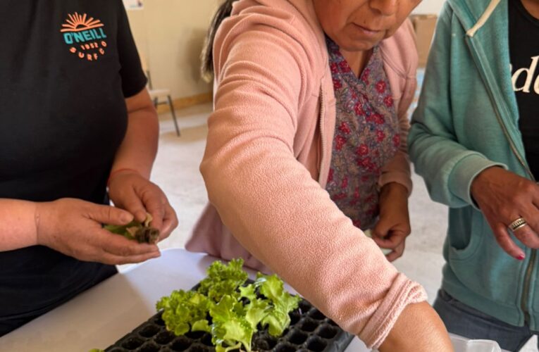 INIA Intihuasi impulsa hidroponía en Atacama para enfrentar la crisis hídrica