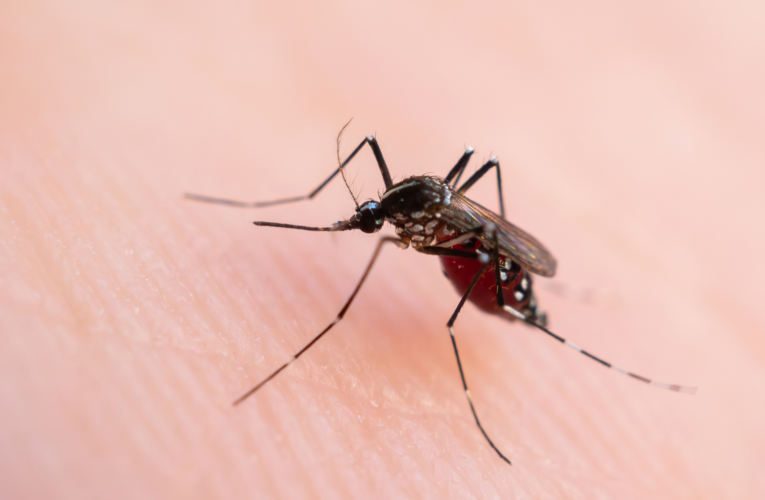 Seremi de Salud de Atacama refuerza recomendaciones a viajeros para prevenir dengue, chikungunya y zika