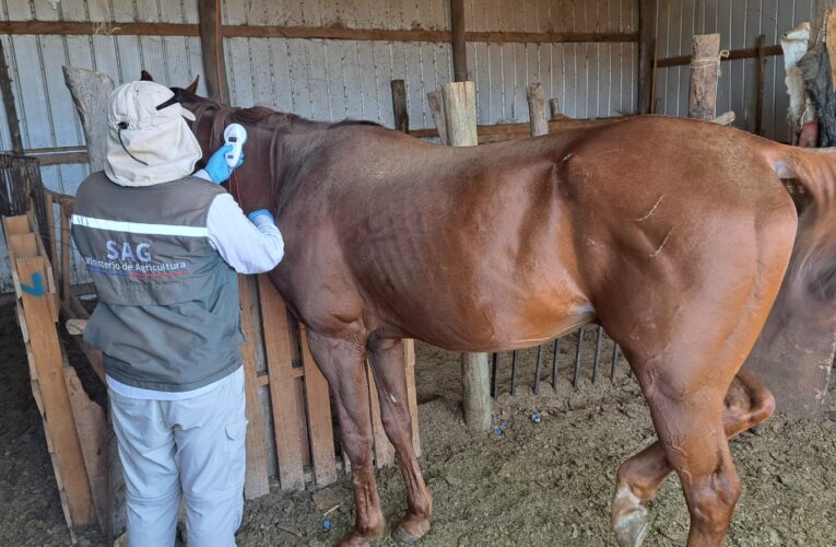 SAG aumenta vigilancia en caballos tras confirmar primer caso de anemia infecciosa equina en Atacama