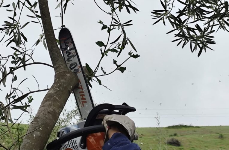 Manejo y recuperación de los olivares del Huasco