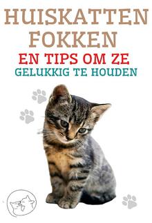 Huiskatten Fokken en Tips om ze Gelukkig te Houden PDF