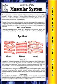 Muscular System (Blokehead Easy Study Guide) PDF