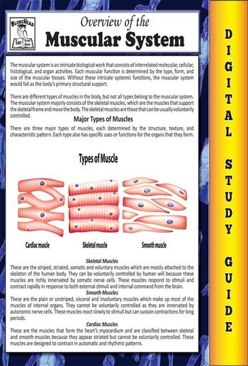 Muscular System (Blokehead Easy Study Guide) PDF