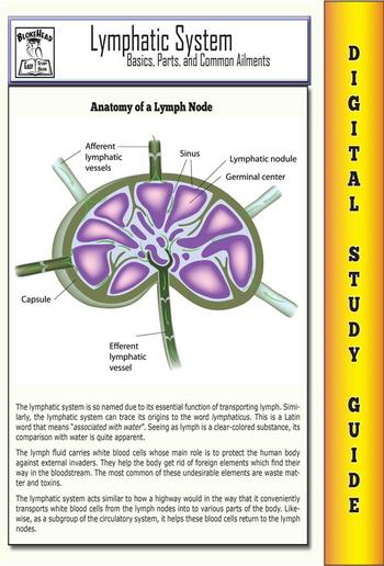 Lymphatic System ( Blokehead Easy Study Guide) PDF