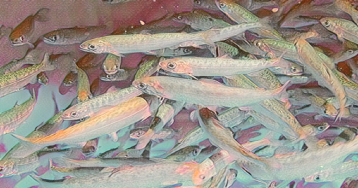 A Breakthrough for Sustainable Salmon Farming and Conservation A Breakthrough for Sustainable Salmon Farming and Conservation