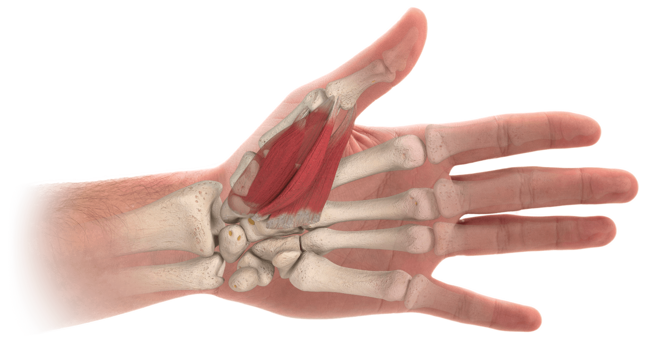 Anatomy of the Hand Training