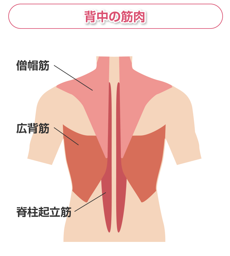 背中 の 筋肉 名称