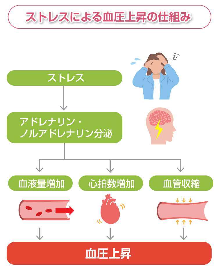ストレスによる血圧上昇の仕組み