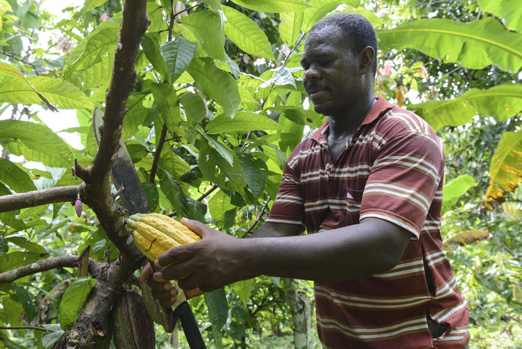 CacaodeColombia-6977.jpg