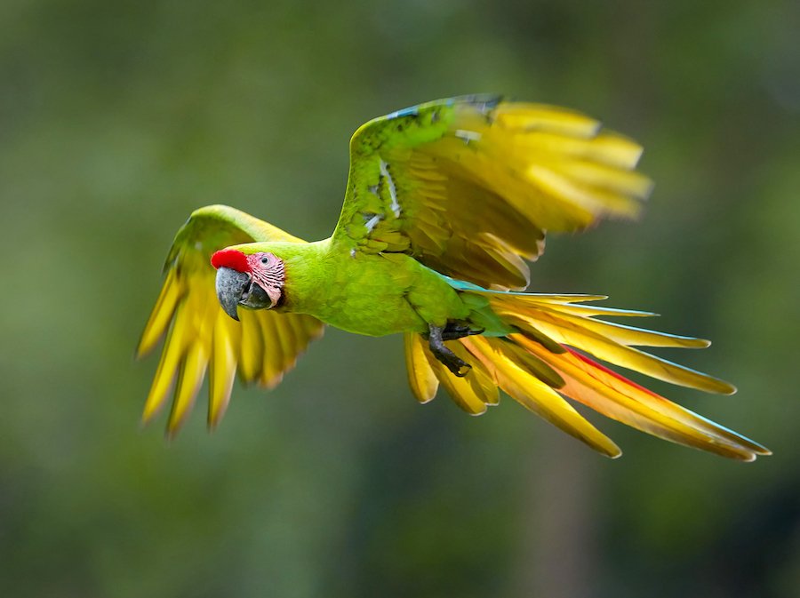 Great Green Macaw flight2_Martin Mecnarowski_SS_U.JPG