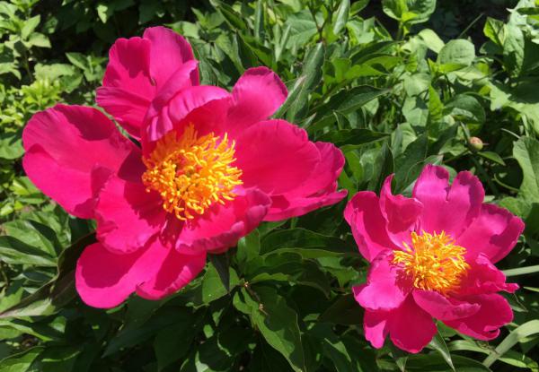 Pfingstrosen, Lieblingsblumen, Mai, Blumenliebe, Gartenglück