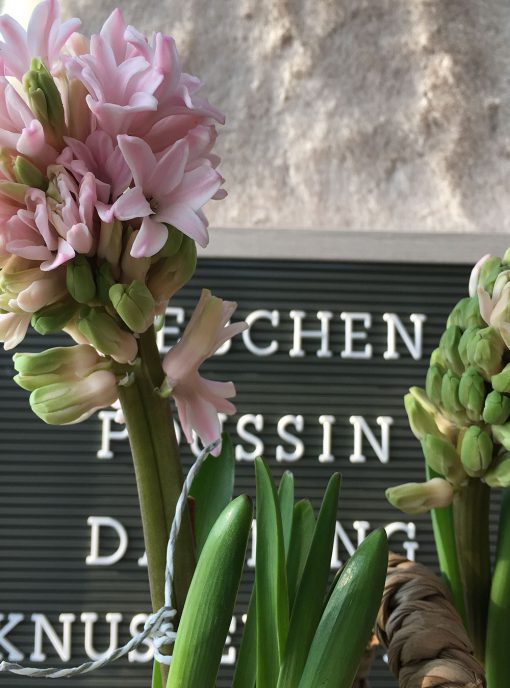 Hyazinthen vor Letterboard grau mit Kosenamen, verliebt, Liebe, Valentinstag, die kleinen Gesten, unbezahlbar schön