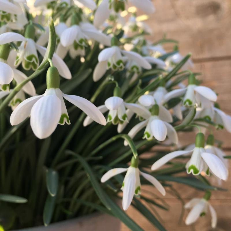 Frühling, Frühjahrsboten, Schneeglöckchen