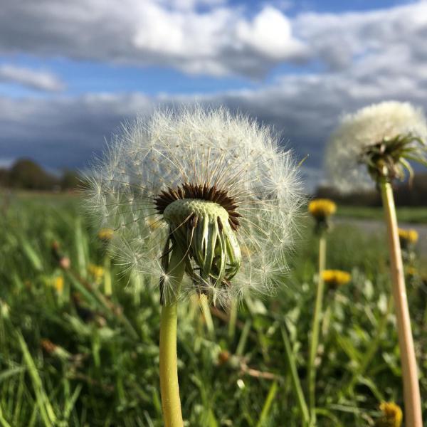 Löwenzahn, Pusteblume, graue Wolken, wegpusten, Frühling, Wonnemonat Mai, Draussenzeit, es grünt so grün