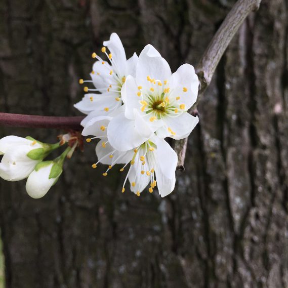 Einzelne Pflaumenblüte vor Baumrinde