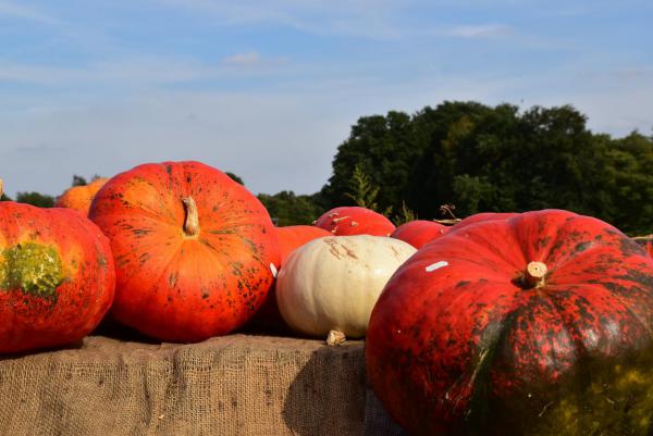 Kürbisse, Herbst, lecker, am Blumenfeld