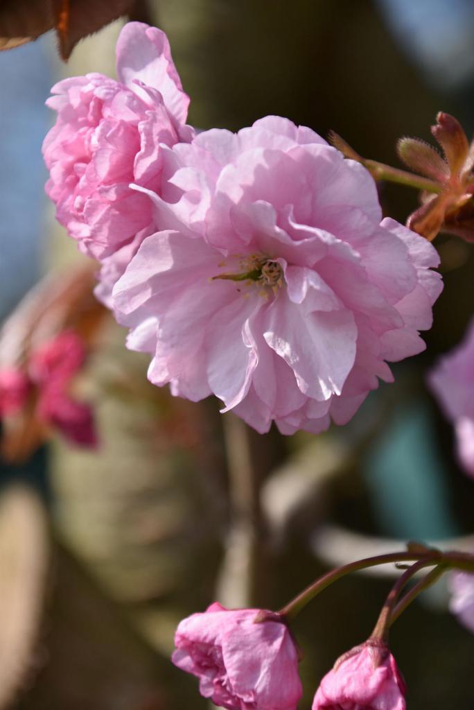 Rosa Blüten, Zierkirsche, Frühling, La vie en rose, Naturkonfetti