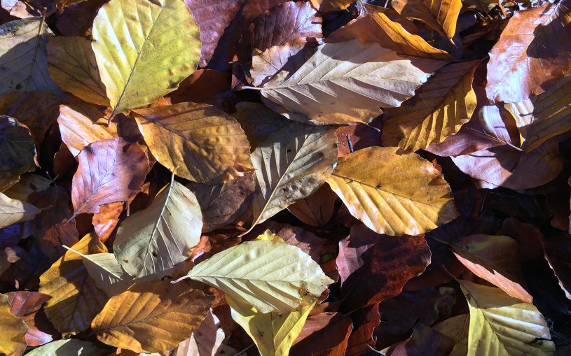 Gefärbtes Herbstlaub besonnt