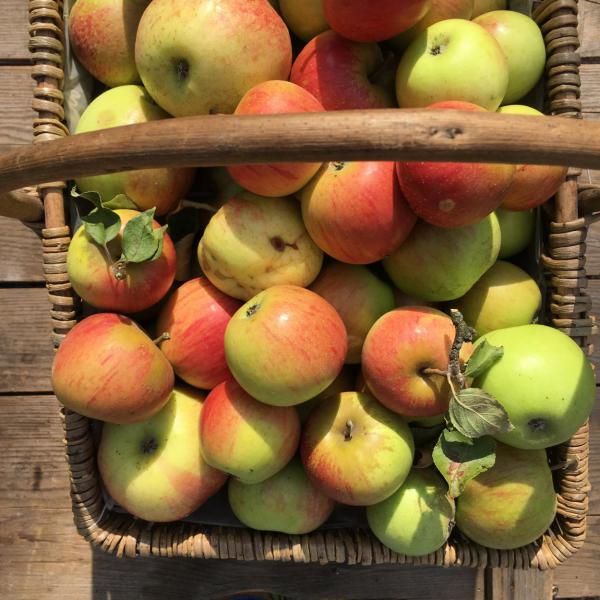 Apüfelliebe, Korb, Herbst, Erntezeit, lecker