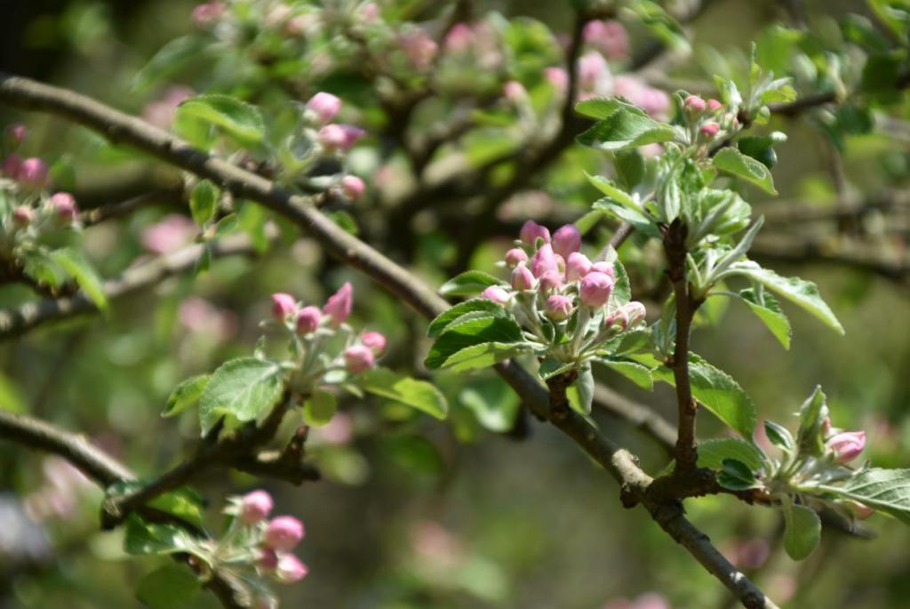 rosa Apfelblüten, Frühling, zartes Knospen, es grünt, Gartenzeit