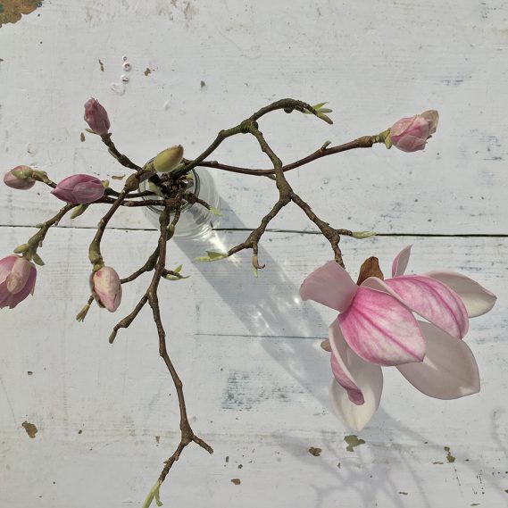 Magnolienzweig von oben